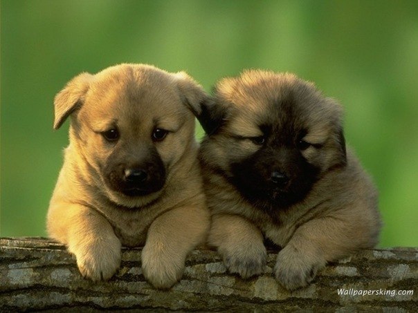 Ден Ко Актив | Краснодар