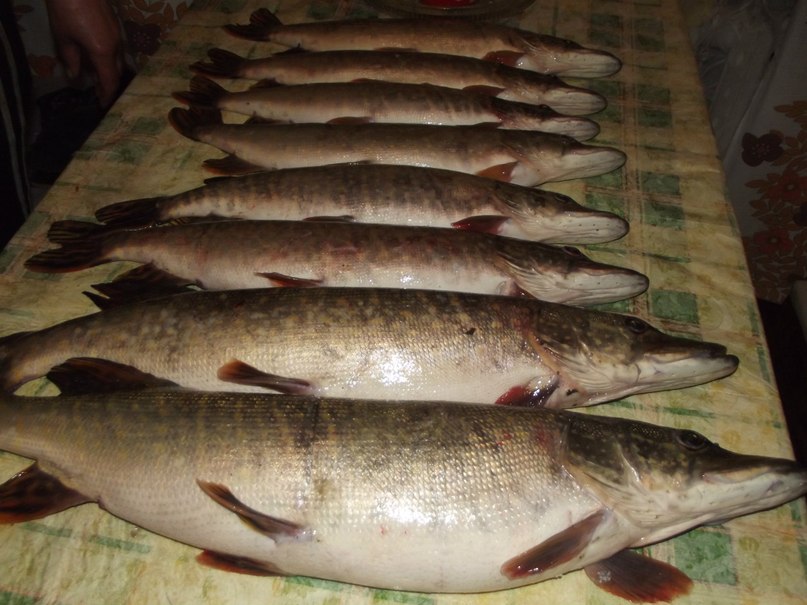 Александр Новоселов | Сухой Лог