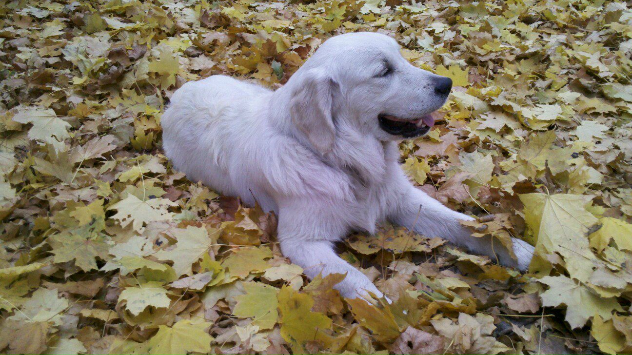 Филипп Гриценко | Запорожье