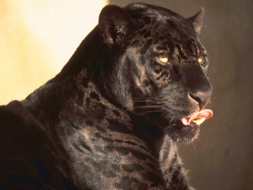 Артем Лапушкин | Ульяновск