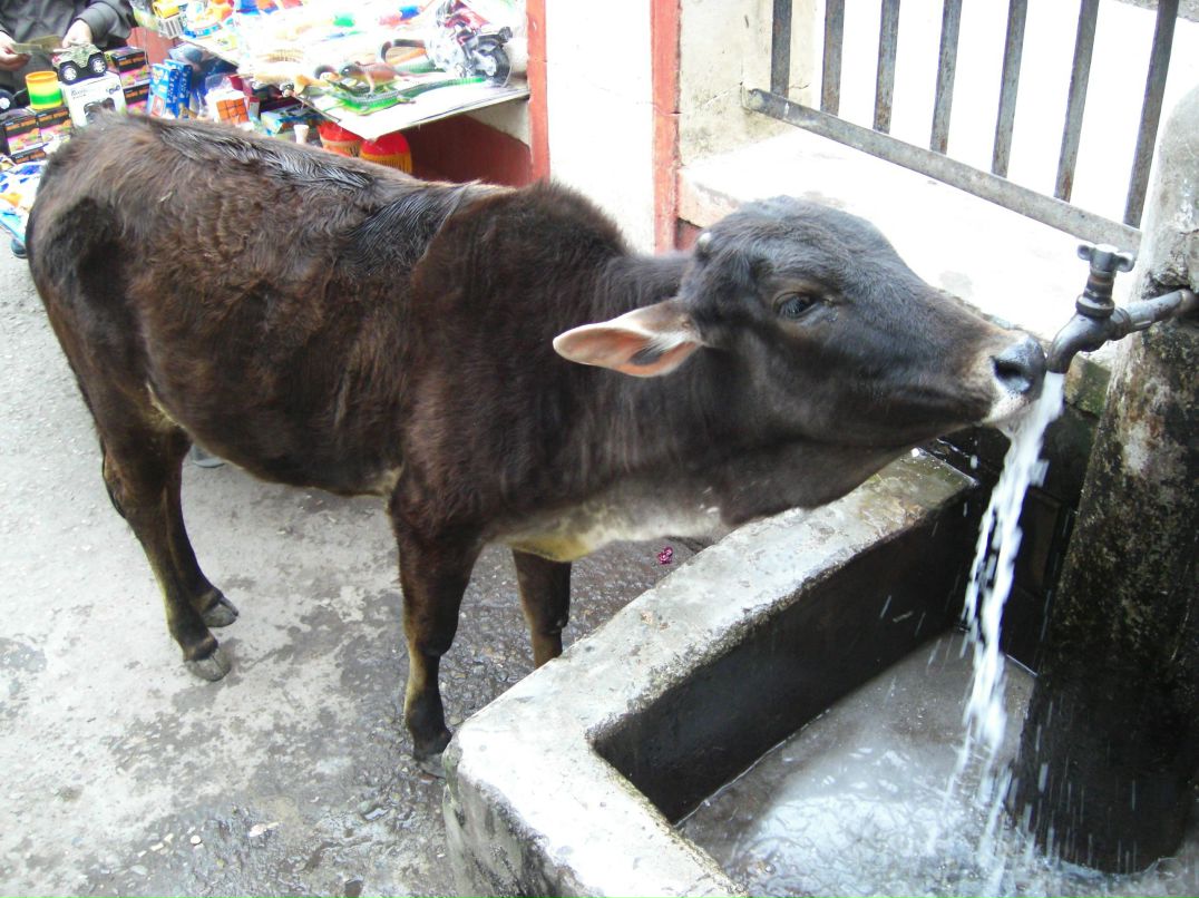 Яна Срибна | 