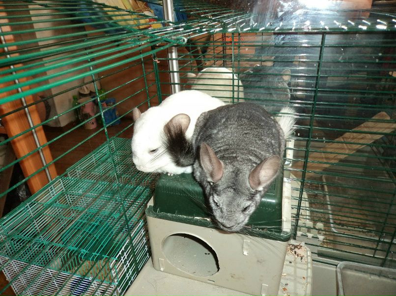 Ирина Сергеева | Пушкино