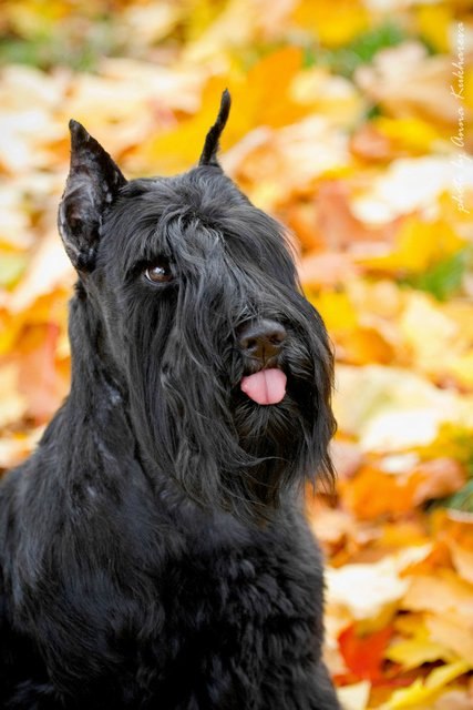 Нина Пушкова | Москва