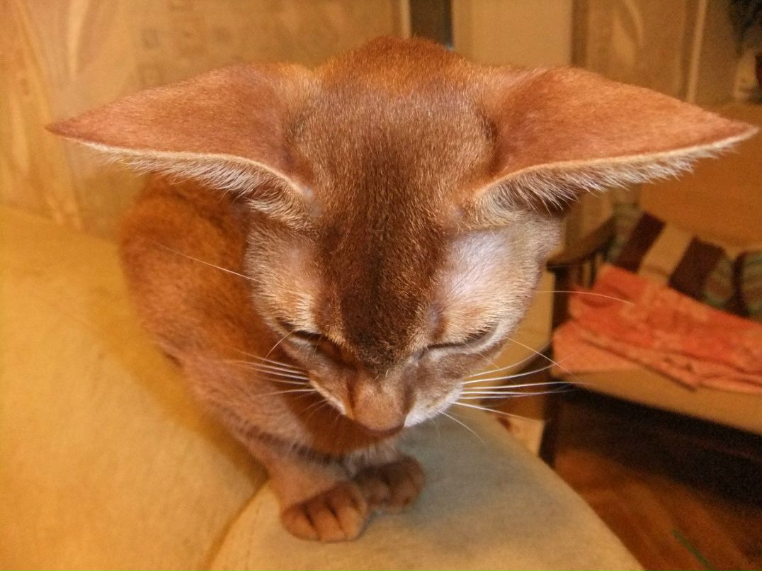 Елена Савостикова | Санкт-Петербург