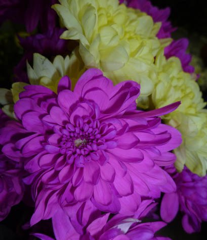 Елена Викторова | Кострома