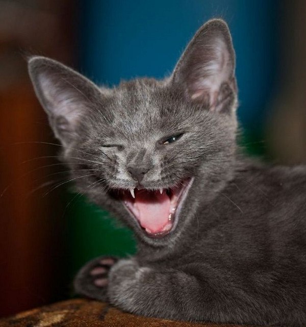 Вредина Бяка Злюка | 