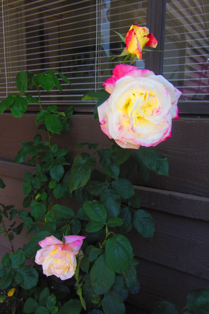 Privet is daleka | Los Angeles