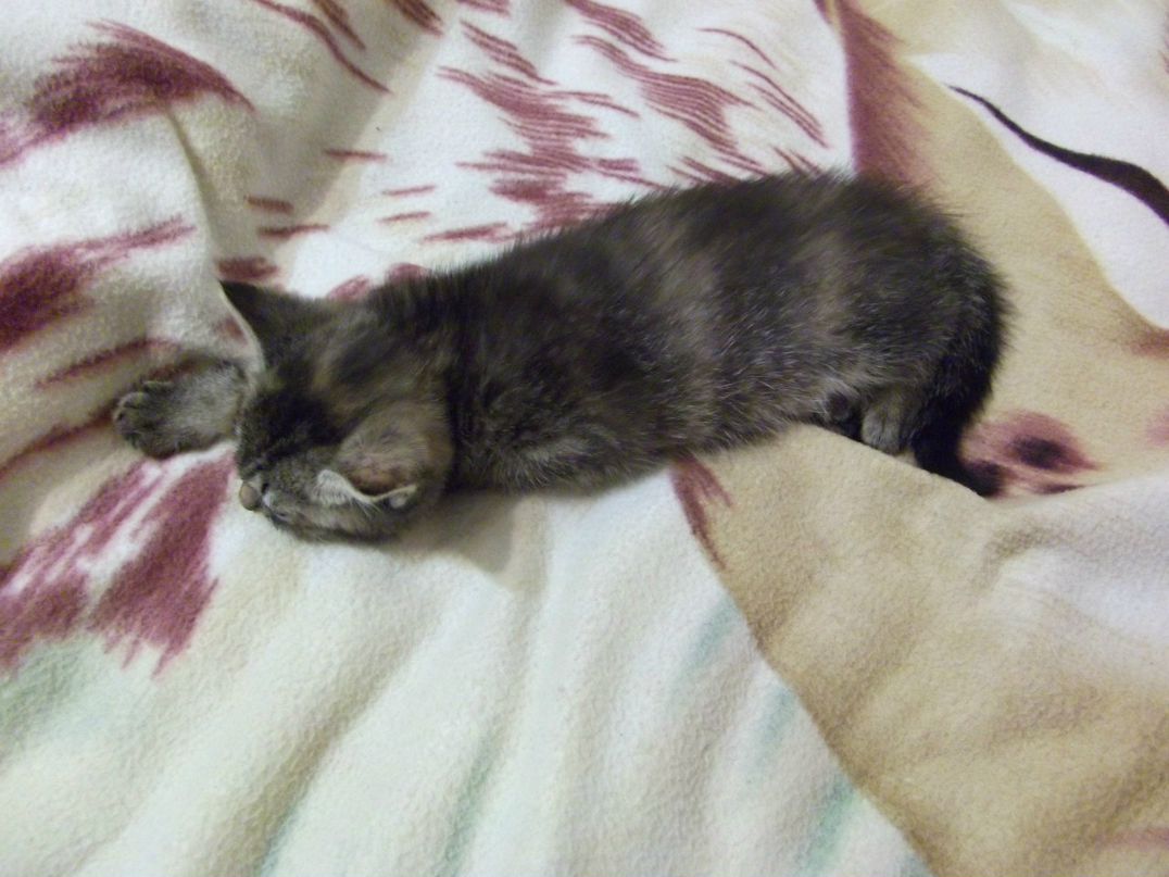 Наталья Слыжова | Кашин