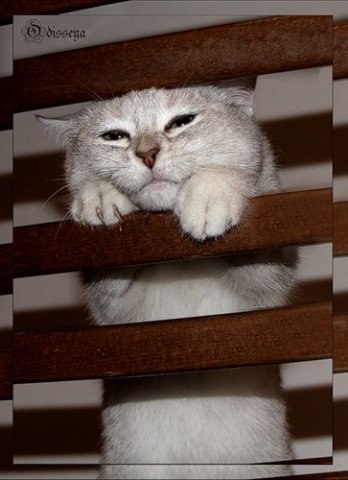 Марина Малкова | Санкт-Петербург