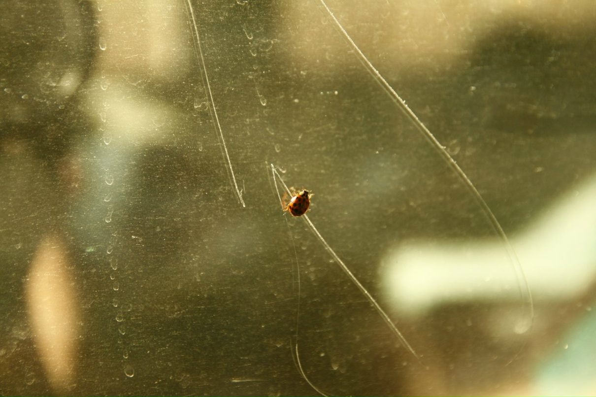 Боец Нах | Сызганка