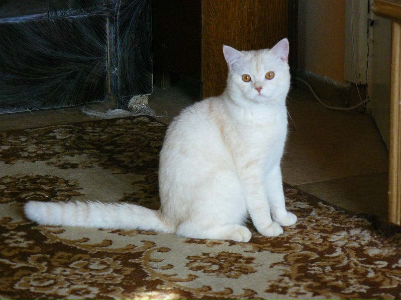 Кирилл Васильев | Новосибирск