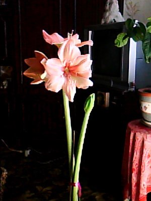 Наталья Янкилевич | Киев