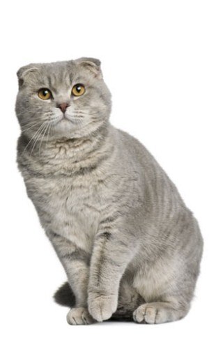 Kitty Yo | Москва