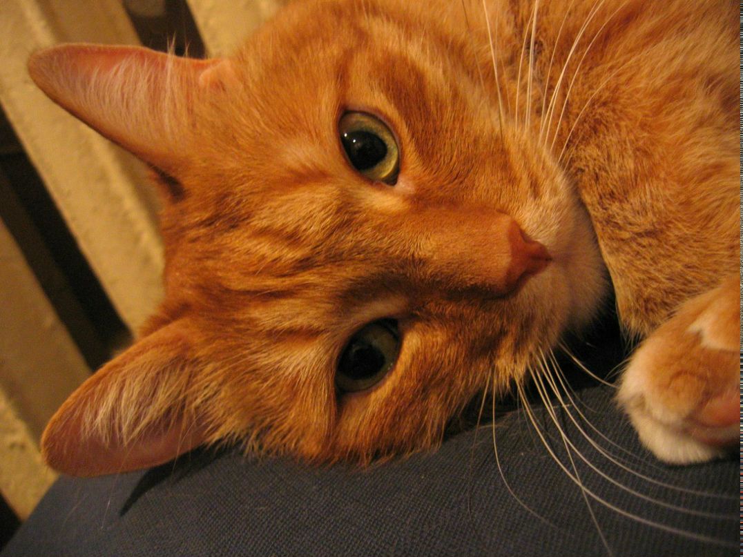 Владимир Кириллов | Санкт-Петербург