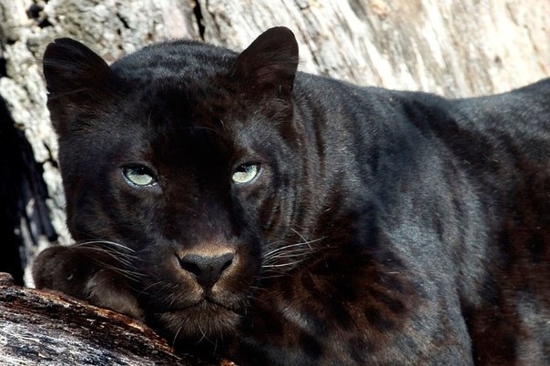 Анна Козяр | Винница