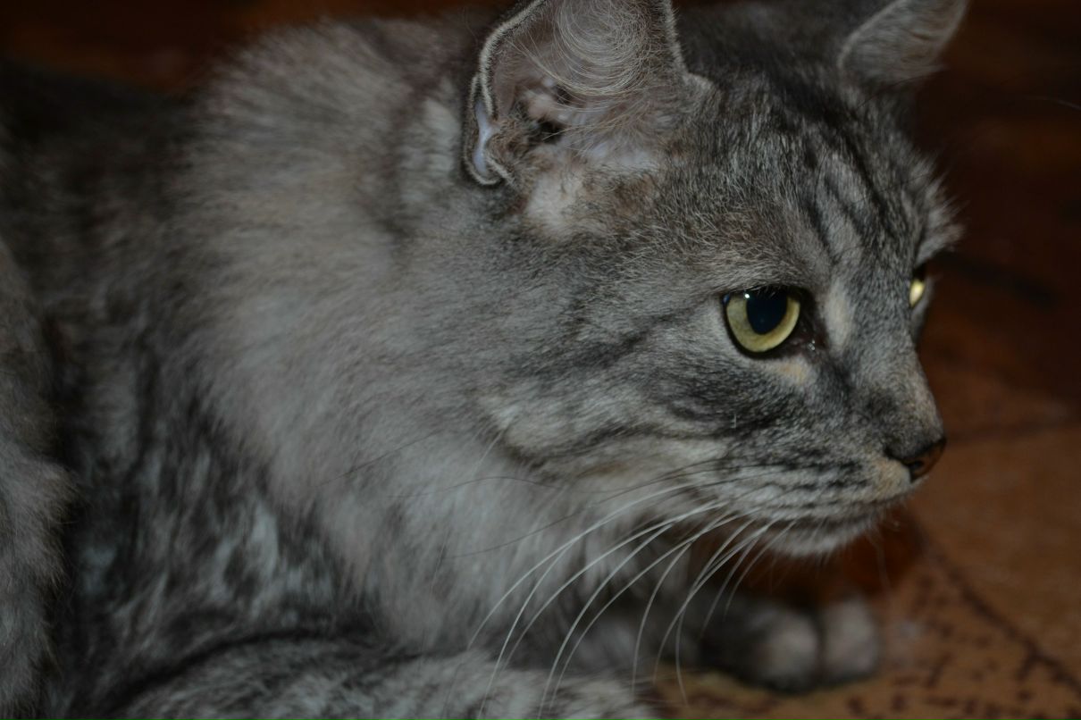 Tatiana Yeromina | Hoofddorp