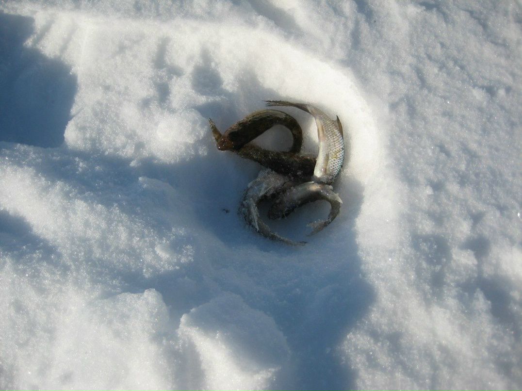 Алексей Матвеев | 