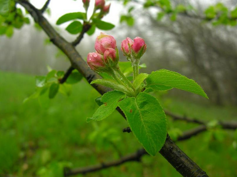 Наталья Ганиева | Tokyo