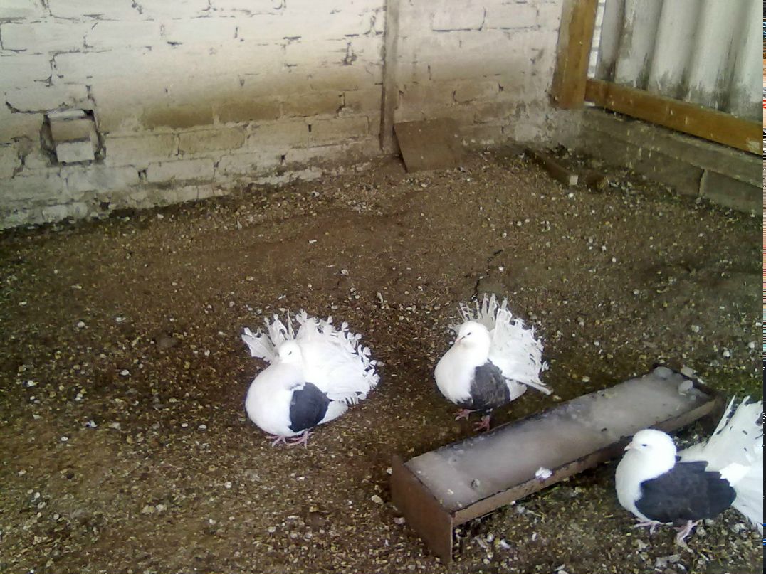 Саша Демьяненко | Новоазовск