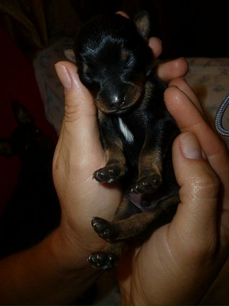 №5, Лесёнок Черничка, 2.5.1998 №5, Лесёнок Черничка, 2.5.1998