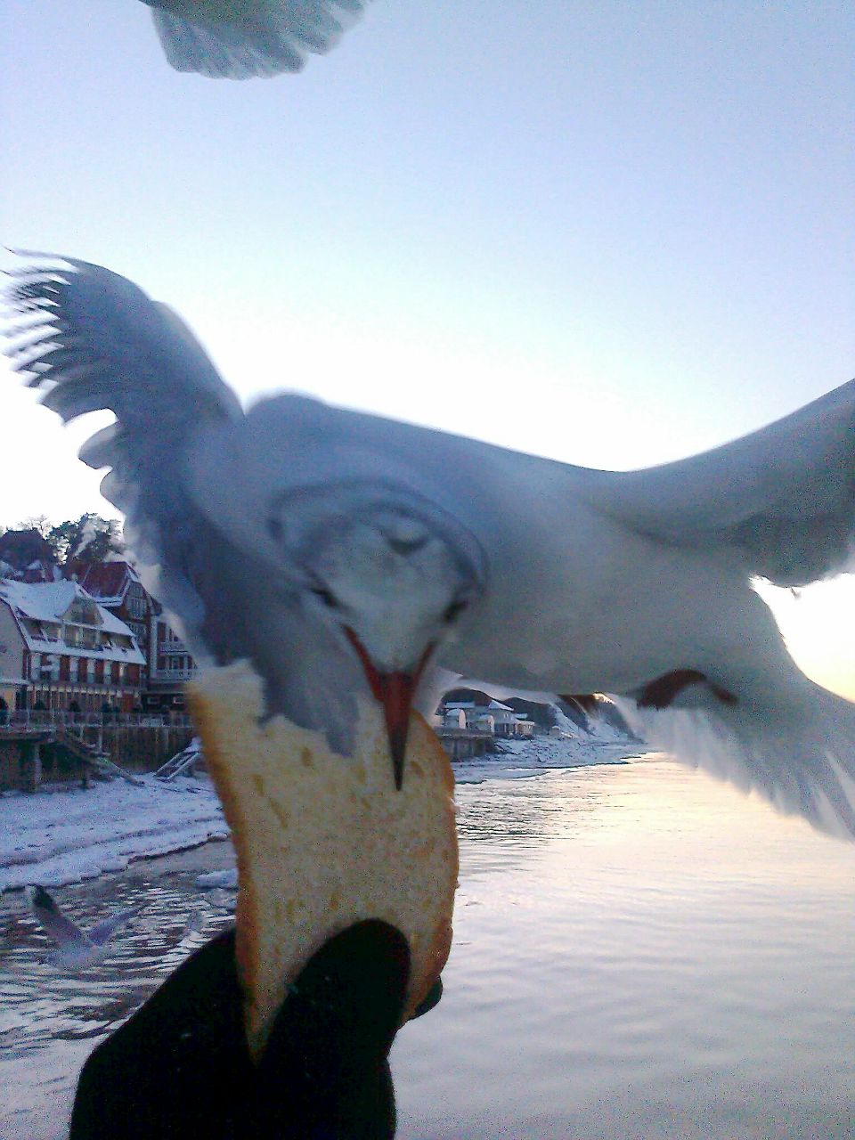 Елена Червоненко | Калининград