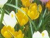 Елена Атрощенкова | Приозерск