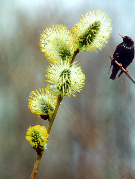 Оксана Хакимова | Уфа
