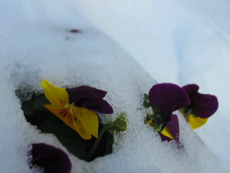 Анна Сергеева | Limón