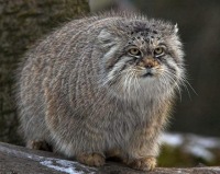 Станислав Сычёв