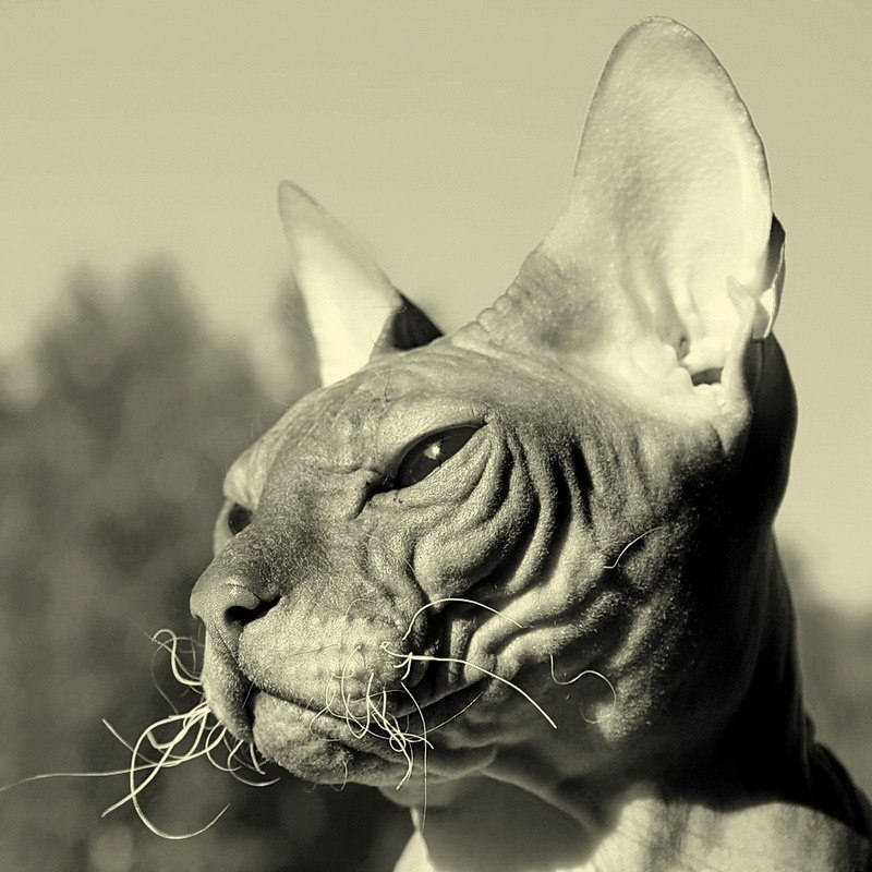 Надя Чень ♪ Печеньк@ | Щигры