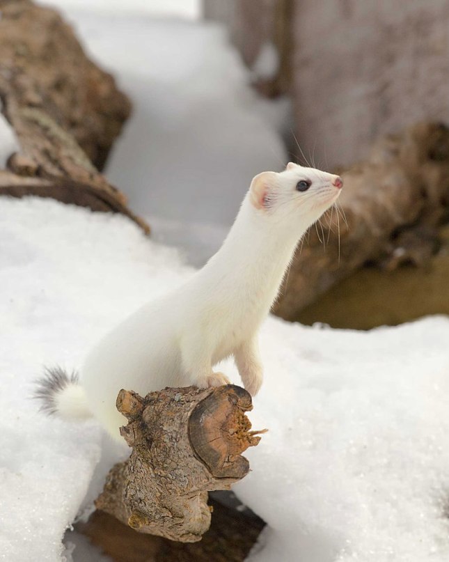 Александр Силин | Воронеж