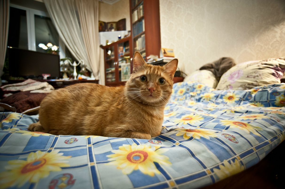 Андрей Спрогис hshs | Москва