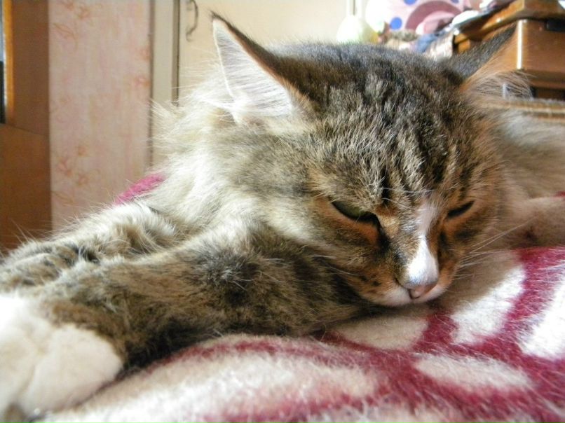 Филипп Котовский | Новосибирск