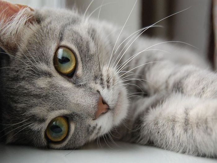 Мария Станчик | Коломна