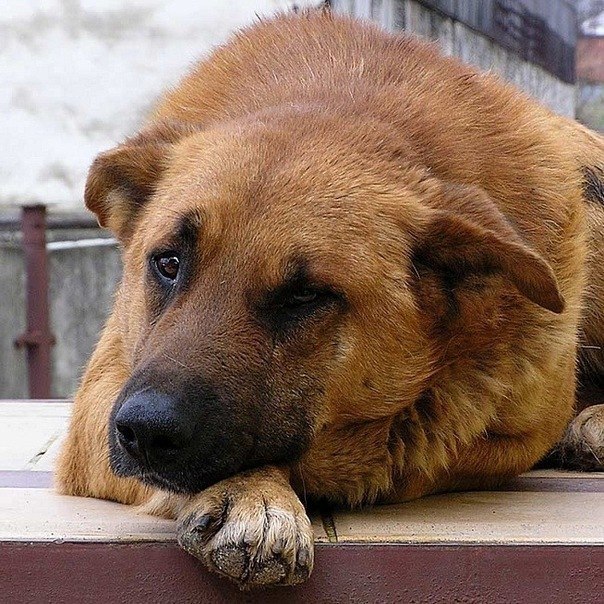 Темчик Нездюр | Харьков