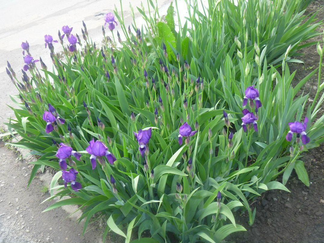 Natashka Romashka | Херсон