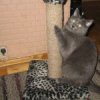 Аватар: Котэ Джеф