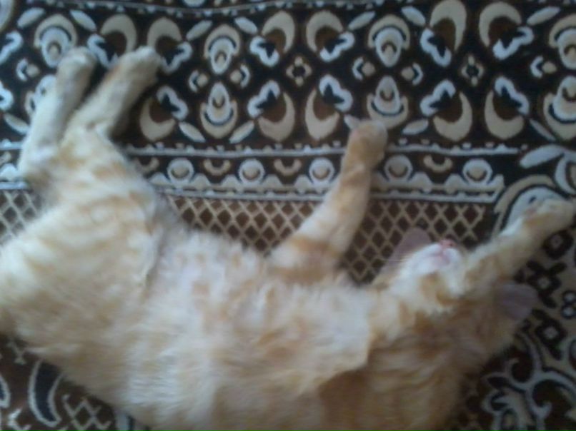 Люда Иванько MILKA | Киев