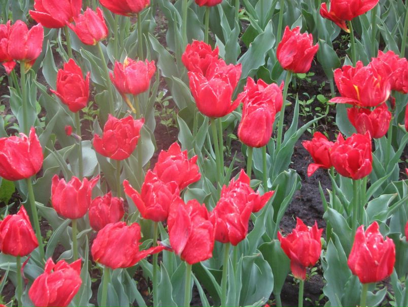 №94, Анастасия Нестеренко, 42 года, Katowice №94, Анастасия Нестеренко, 42 года, Katowice