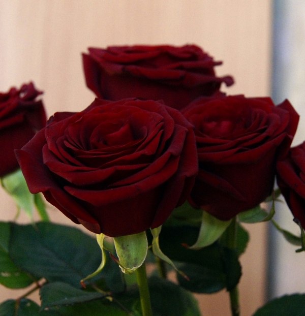 Светлана Иванкова | Дзержинск