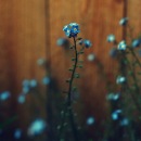 №28 Julie Zenatti