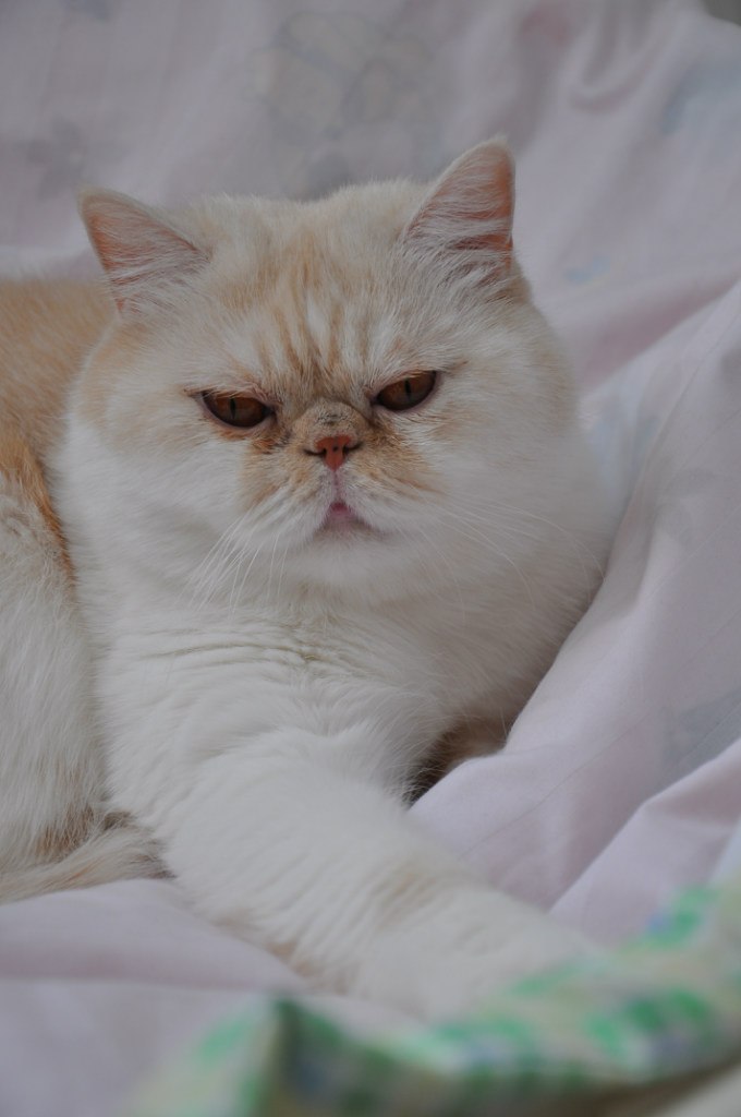 Ольга Корнышова | Чернигов