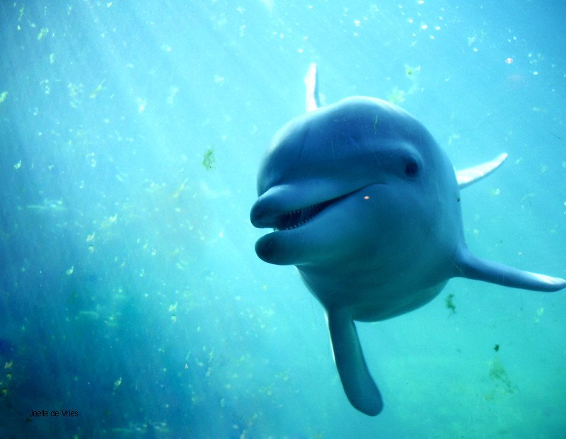 Максим Чернат Игоревич | Москва