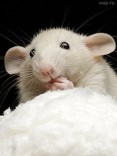 Юлия Седаева | 