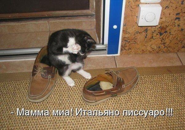 Міша Свідрик | Львов