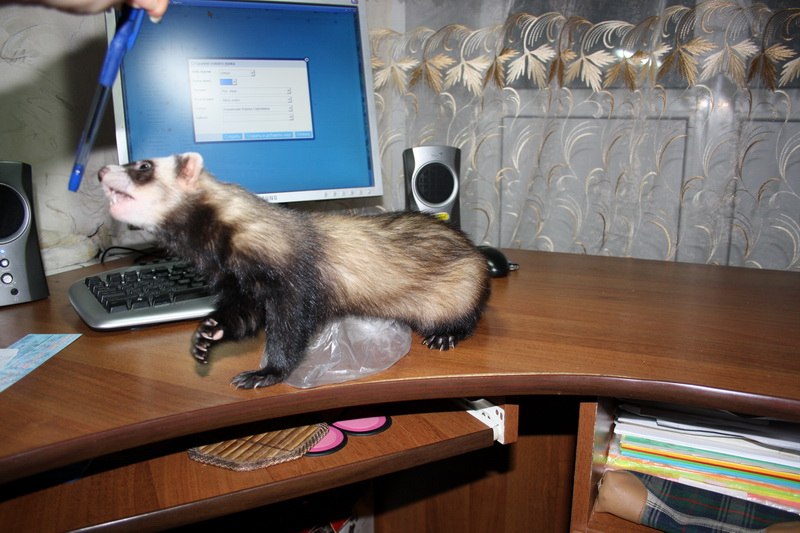 Елена Зайцева | 