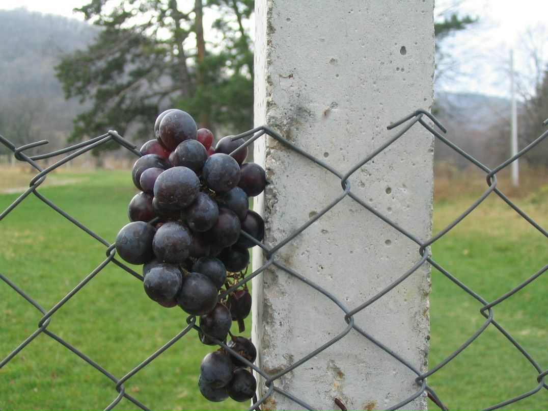 Алёна Димитрова | Санкт-Петербург