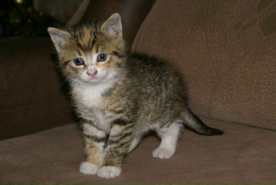 №10, Игорь Тетеревков, 37 лет, Санкт-Петербург №10, Игорь Тетеревков, 37 лет, Санкт-Петербург