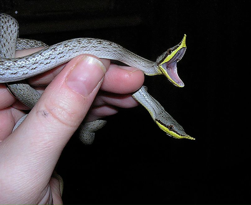 Милана Щербинина | Санкт-Петербург