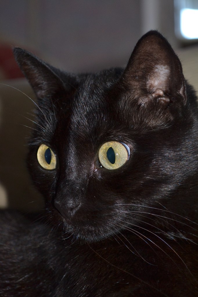 Виктория Ли | Краснодар